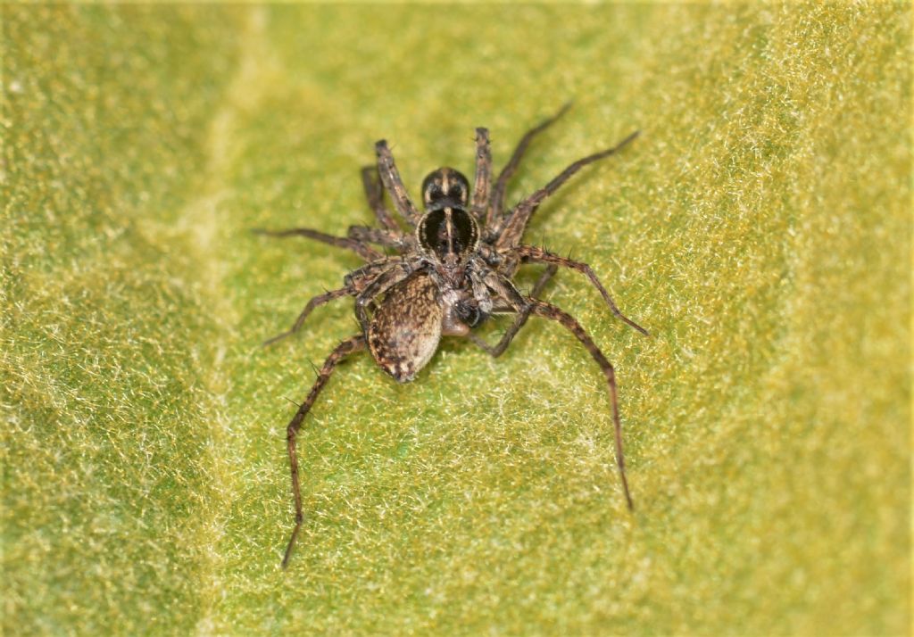 Lycosidae: cfr. Pardosa sp. - Grosseto